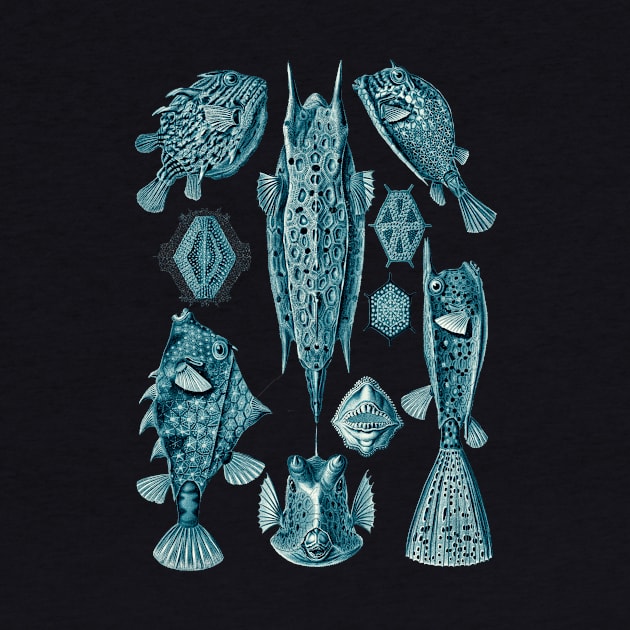 Ernst Haeckel Ostraciontes Fish Cerulean by Scientistudio